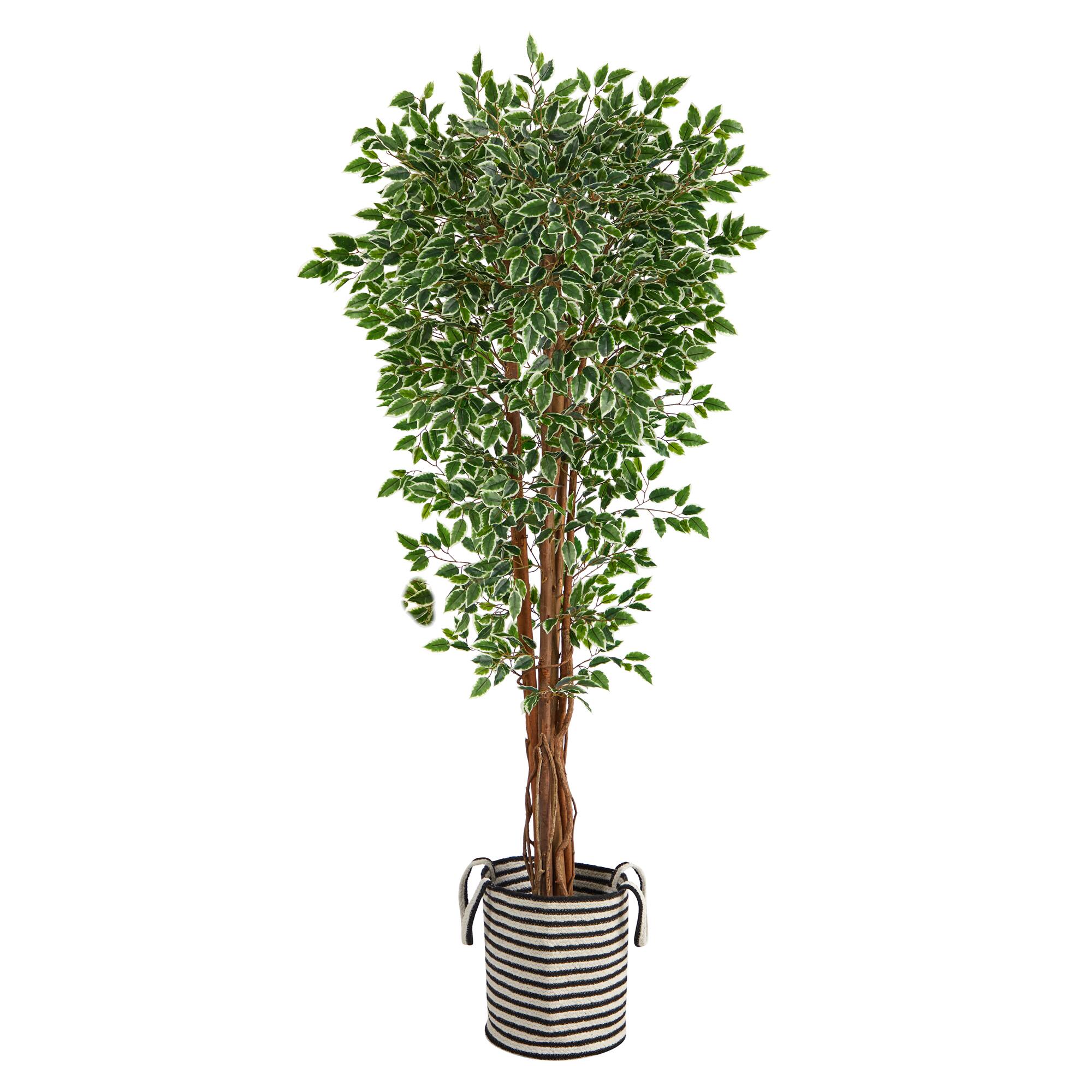 6ft. Variegated Ficus Tree in Handmade Black & White Natural Jute & Cotton Planter